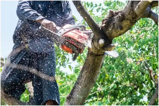tree services Hilbert